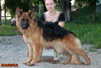 German Shepherd Dog Don Kairos
