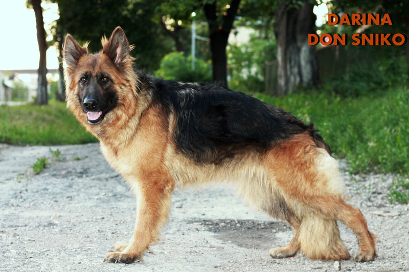 German Shepherd Dog Don Kairos