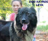 Don Kairos Leya Caucasian Shepherd Dog