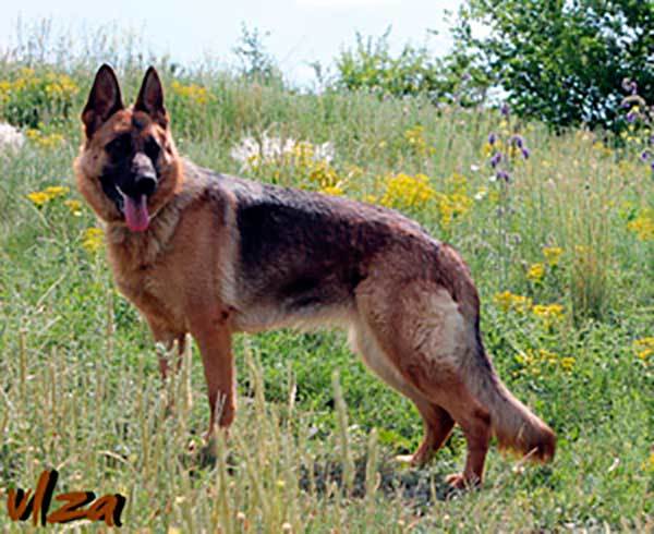 DON KAYROS TETRA German Shepherd