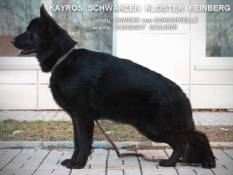 male of the black German shepherd dog Don Kairos