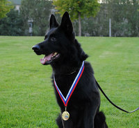 Perseus male German shepherd dog Don Kairos