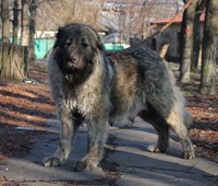Caucasian Shepherd Dog Don Kairos