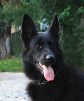 Black German shepherd dog Don Kairos