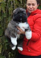 Дон Кайрос ,кавказские лвчарки,питомник собак,купить щенка,длинношерстные кавказы